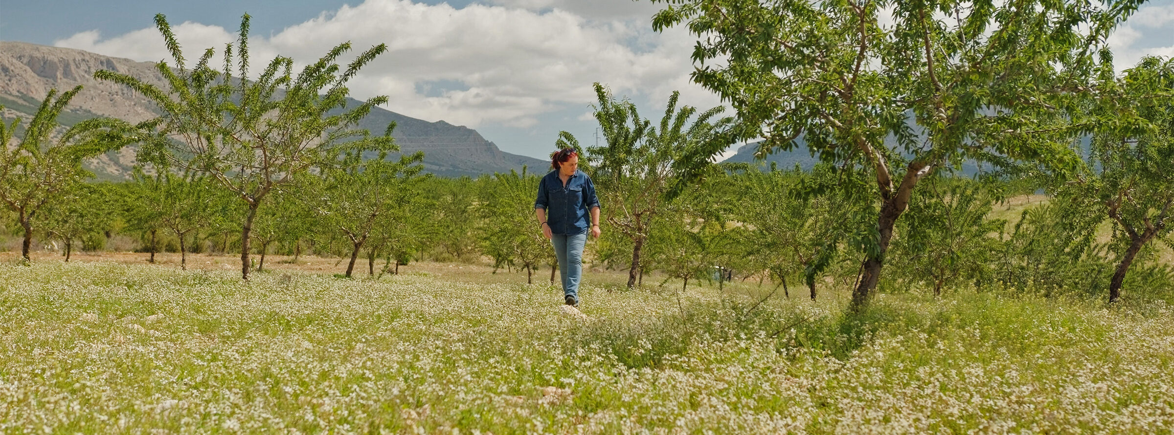 Regenerative agriculture methods, such as green cover crops, help Santiaga Sánchez’s farm better withstand persistent drought punctuated by sudden violent storms.
