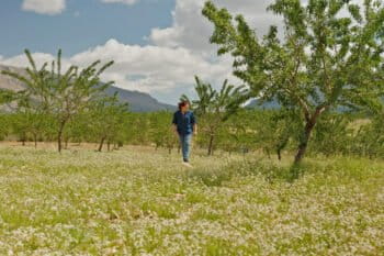 Regenerative agriculture methods, such as green cover crops, help Santiaga Sánchez’s farm better withstand persistent drought punctuated by sudden violent storms.