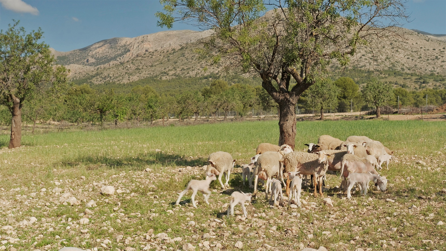 Sheep graze under the almond trees