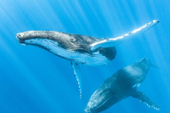 Humpback whales in French Polynesian waters. The intensity and duration of marine heat waves could have widespread effects on marine biodiversity, increasing the likelihood of species displacement and mortality. Image by Toby Matthews / Ocean Image Bank.