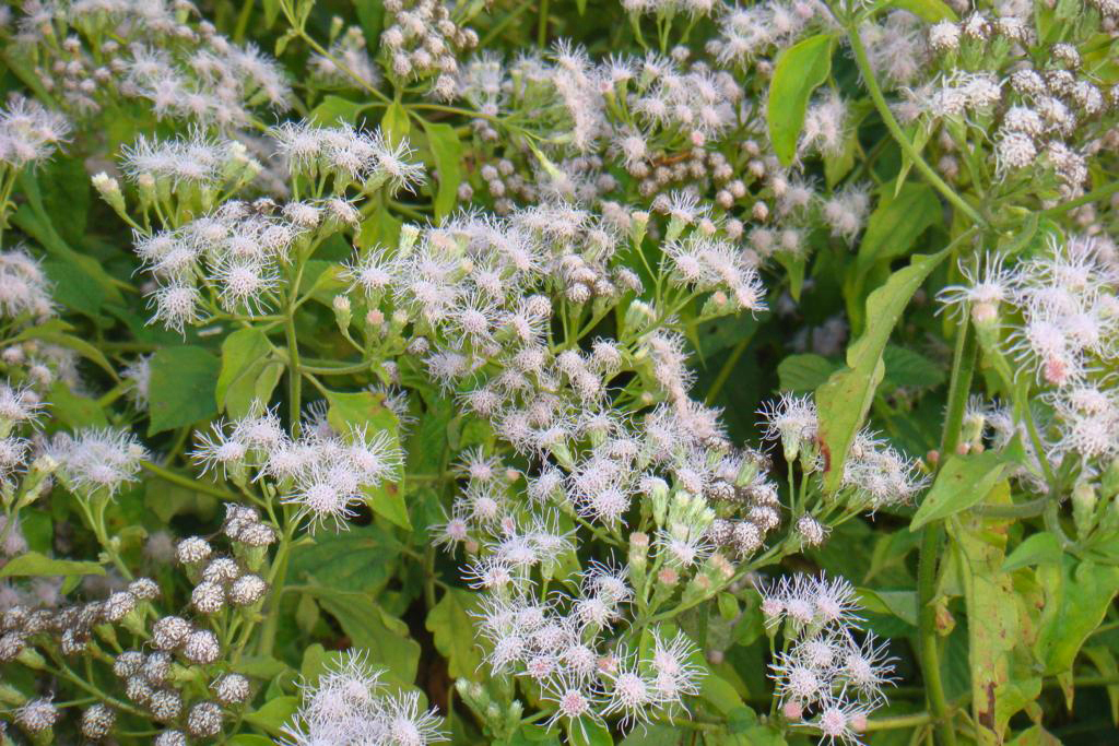 Assam lata (Chromolaena odorata)