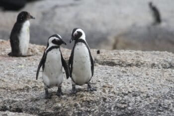 The endangered African penguins (Spheniscus demersus)
