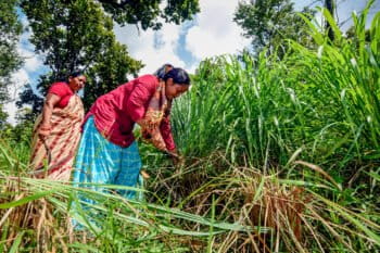 Women harvest lemongrass in the Chisapani Community Forest, Nepal.