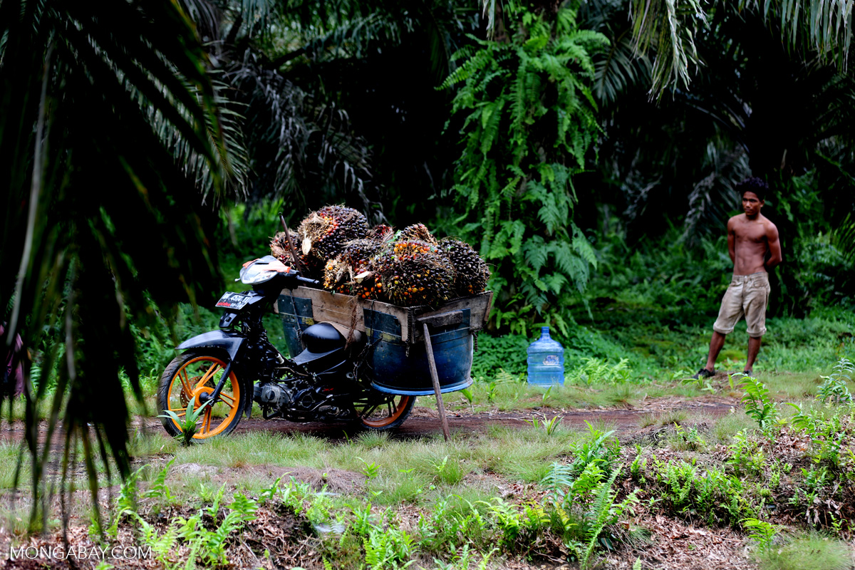 Oil palm fruit in a motorbike basket. 