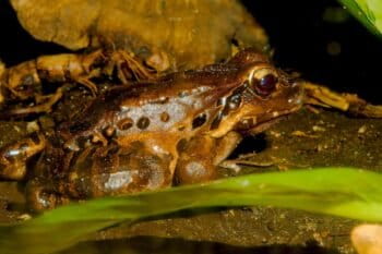 Mountain Chicken Frog (Leptodactylus fallax)