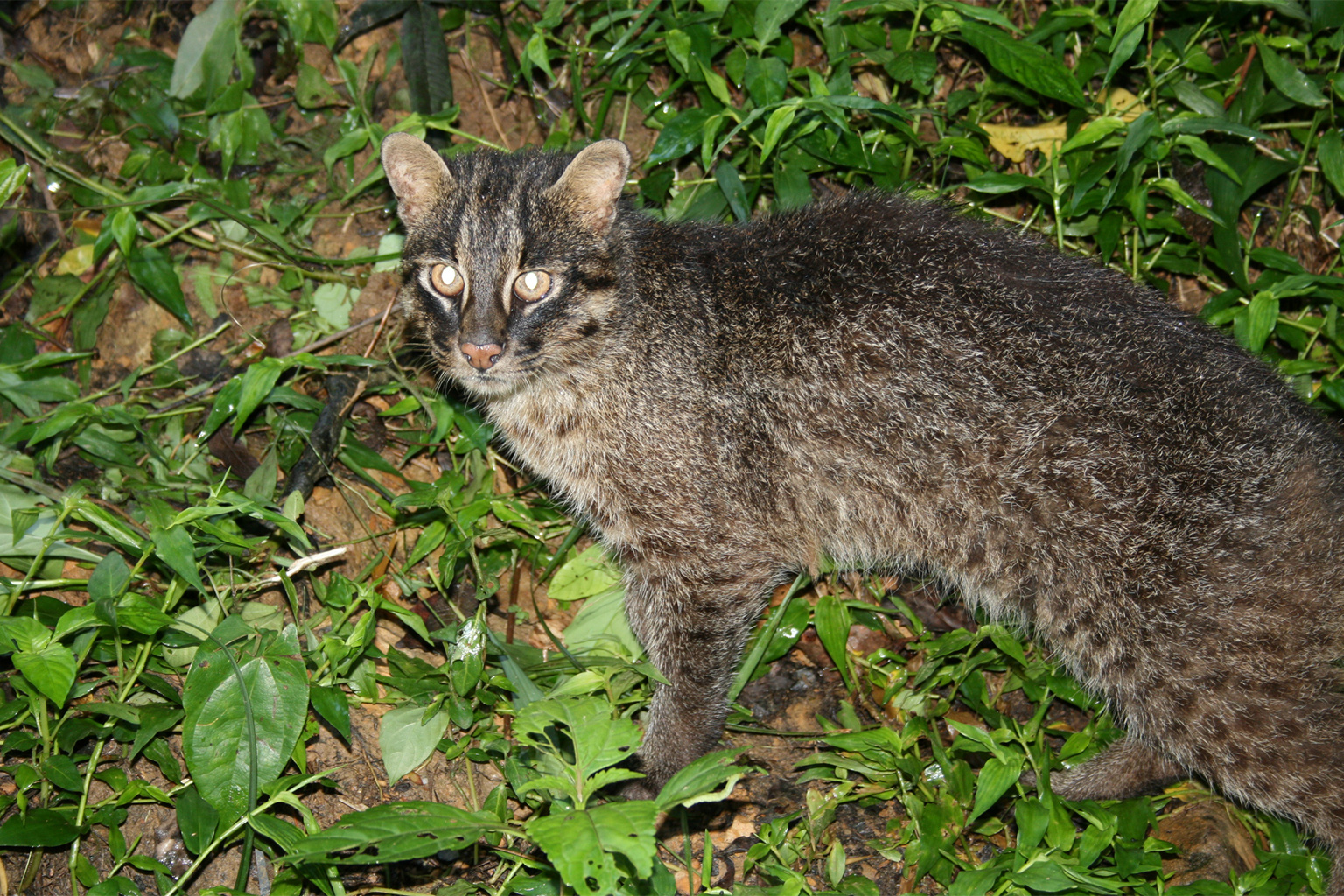 Meet Japan’s Iriomote and Tsushima cats: Ambassadors for island ...