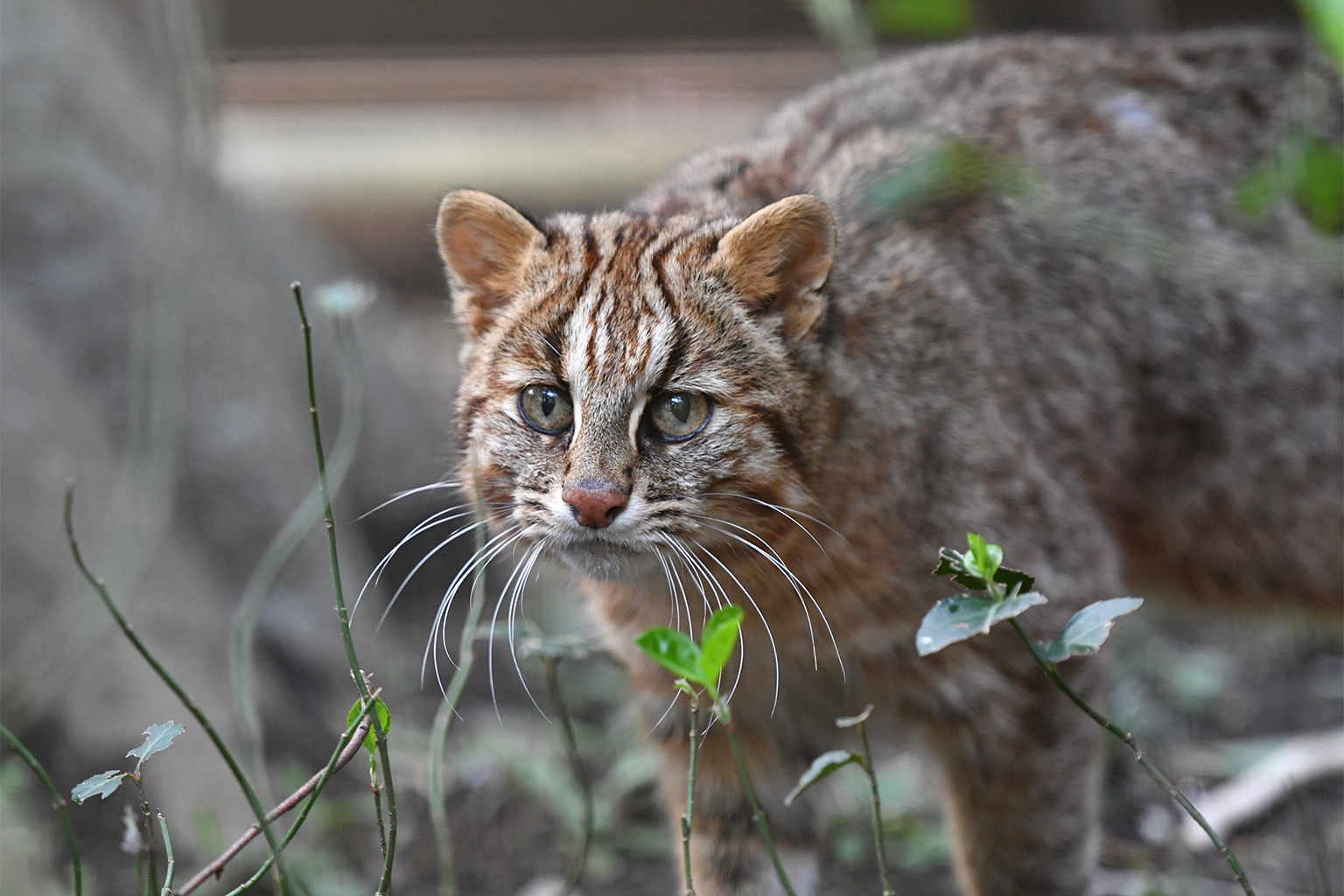 A Tsushima cat at the Yokohama zoo. 