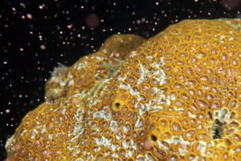Coral spawning.