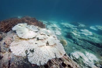 Bleached coral.