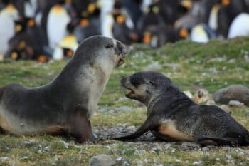 Two Antarctic fur seals playing at St. Andrews Bay, South Georgia.