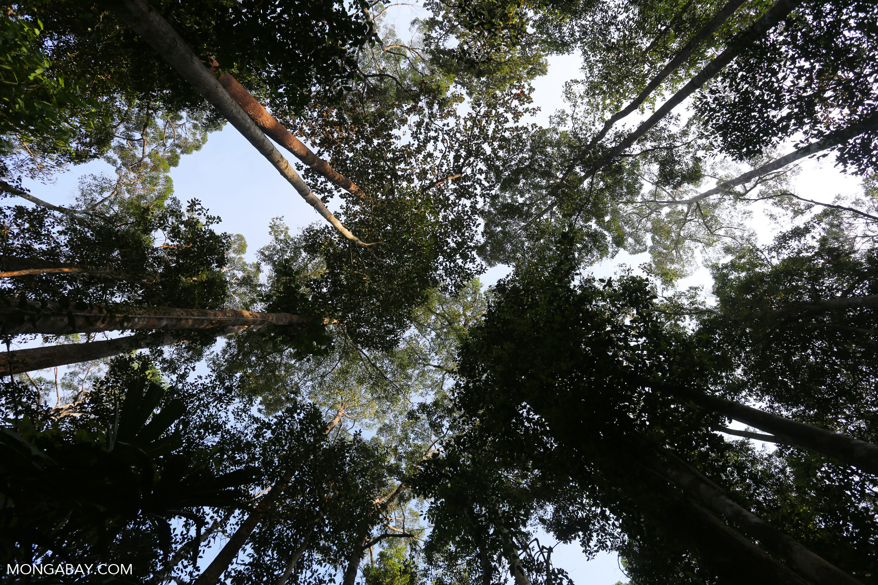 Rainforest in ndonesia.