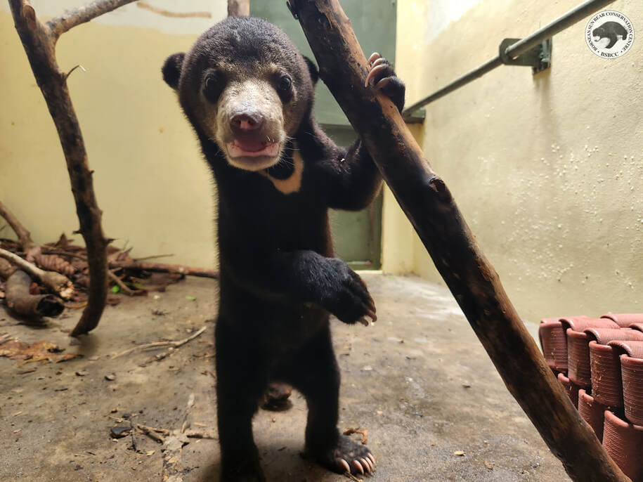 Sun bear cub