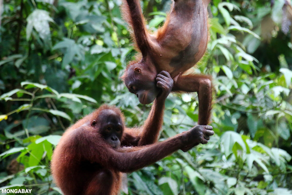 A pair of orphaned orangutans in Sabah.