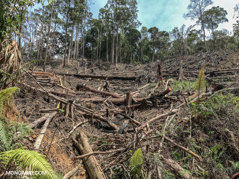 Deforestation in Sabah. 