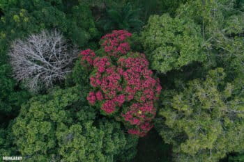 Flowering tree in the Amazon rainforest canopy. Photo credit: Rhett A. Butler
