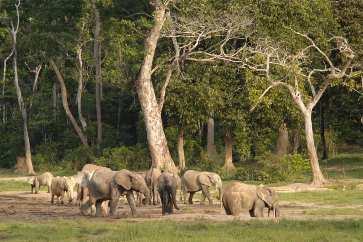 Forest elephants are the ‘glue’ holding Congo rainforests together