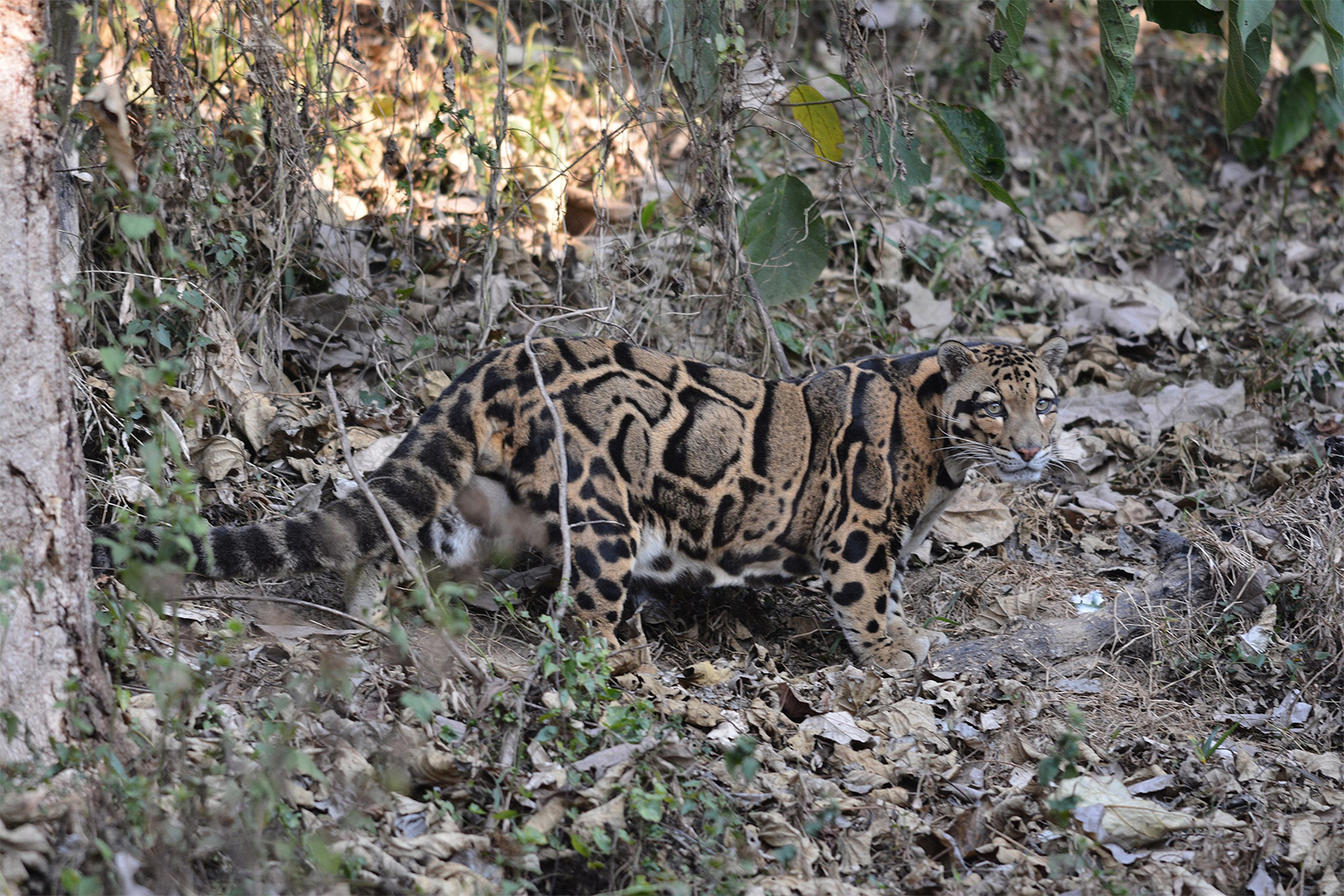 A clouded leopard in Mizoram, India. 