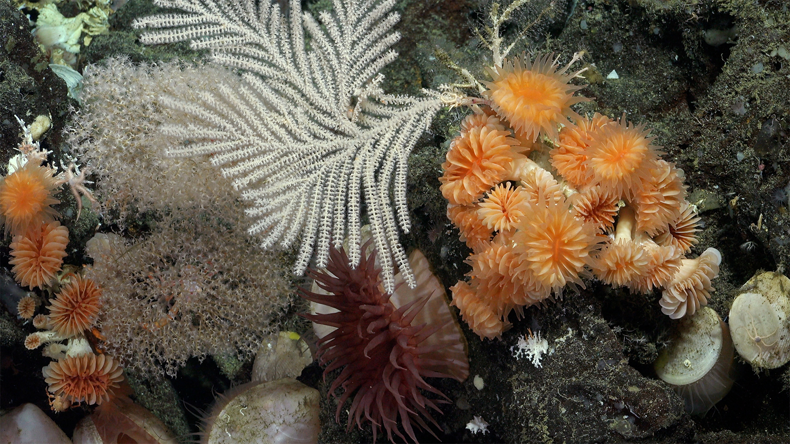 Galápagos waters yield massive deepwater corals in latest biodiversity find