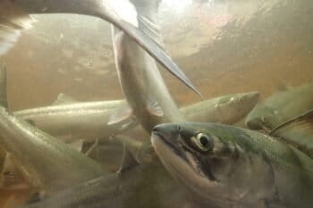 Sockeye salmon (Oncorhynchus nerka). Image by Dr. Jonathan Moore.