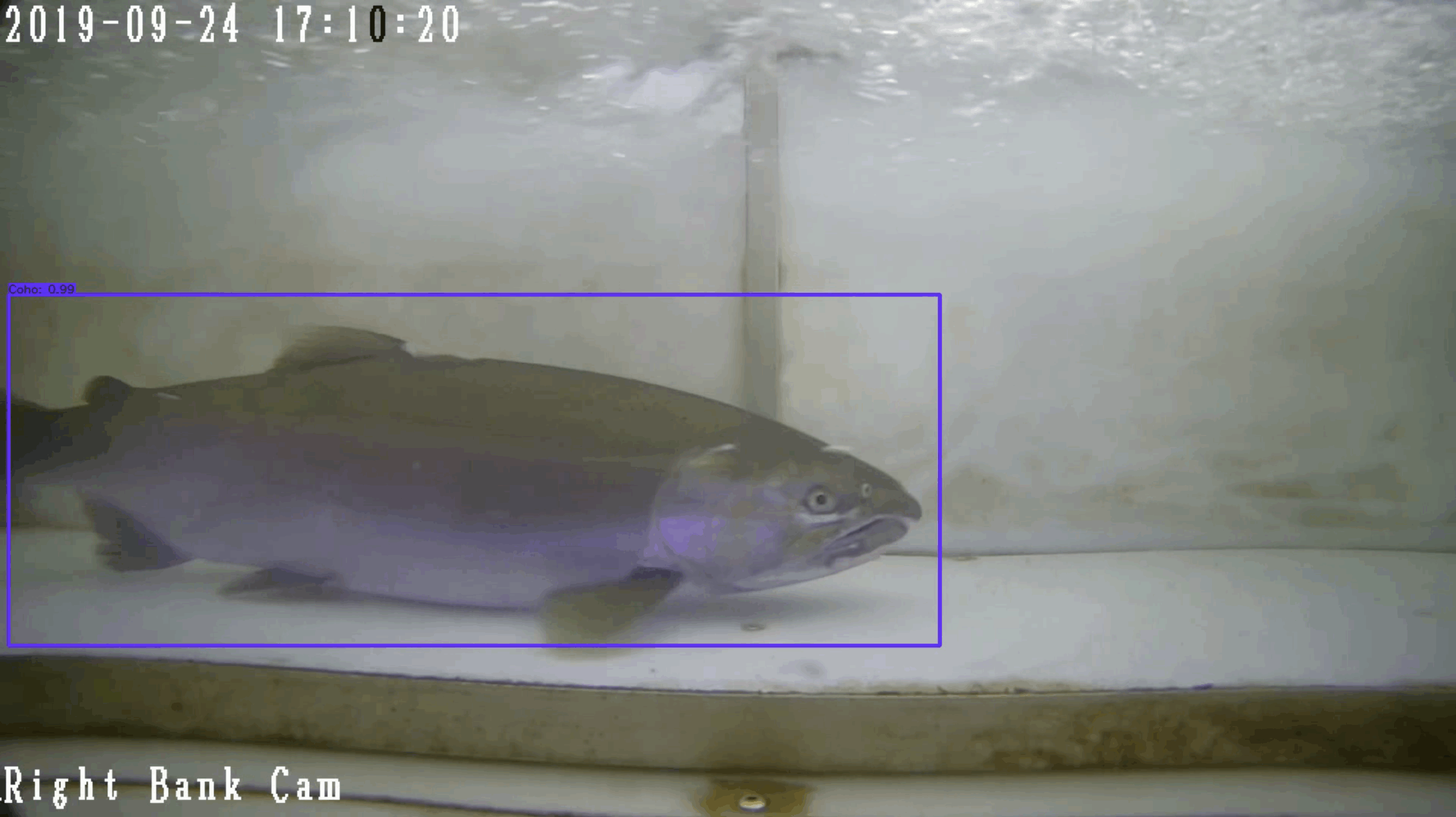 Still from the video system showing the computer system identifying and counting salmon species passing through the box (weir openings) during training and learning. Video courtesy of Will Atlas.