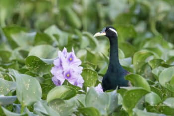 A bronze-winged jacana amidst overgrown water hyacinth.