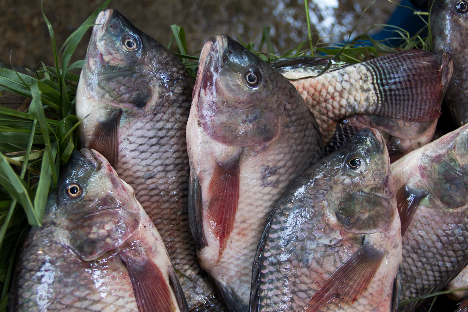 Nile Tilapia.