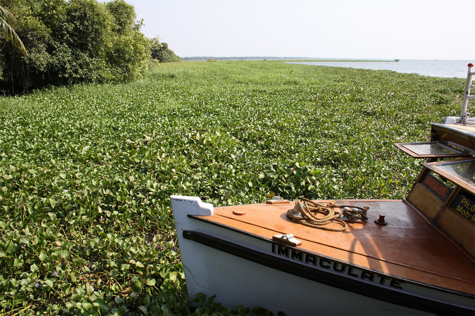 Nepal’s water hyacinth helps exotic fish invade, harming native species