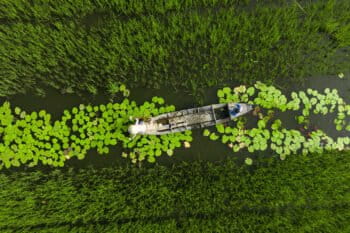 Rice farmers in Vietnam