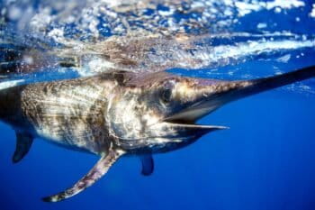 Swordfish off the Florida Coast. Image courtesy of Woods Hole Oceanographic Institution.