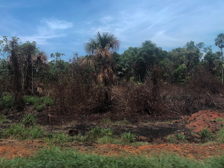 A charred stretch of forest along the MT-322 bordering Capoto/Jarina, Mato Grosso. Agriculture’s advance has dried out the rainforest and made parched vegetation more susceptible to wildfires, which have consumed swaths of the Amazon rainforest in recent years. Ana Ionova for Mongabay.