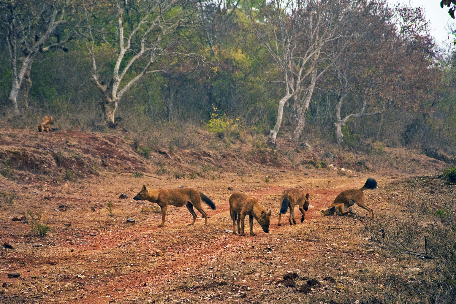 A dhole pack