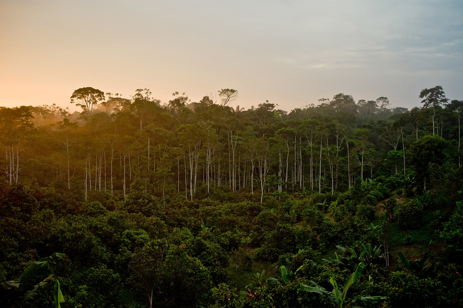 A cacao plantation in Ecuador. 