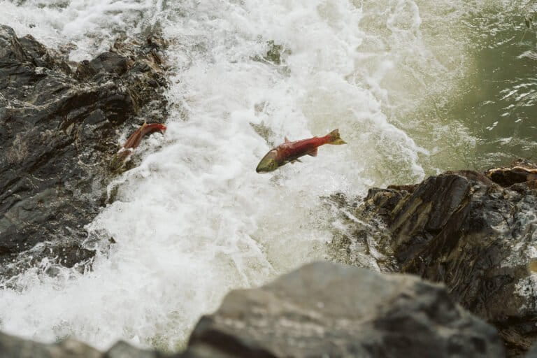 Fish out of water: North American drought bakes salmon thumbnail