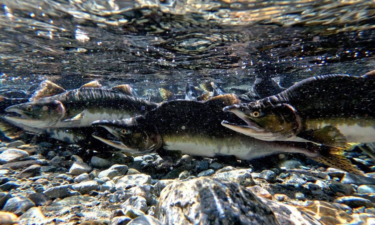 Pink salmon return to the Indian River to spawn in September.