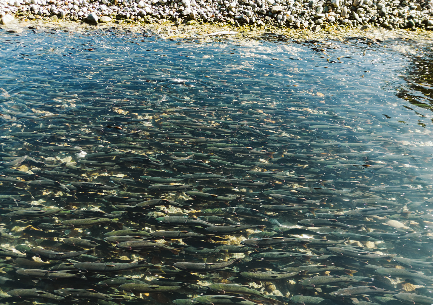 Pink salmon return to the Indian River to spawn in September.