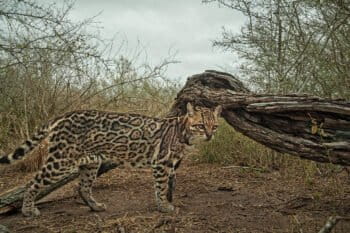 An endangered Texas ocelot (Leopardus pardalis)