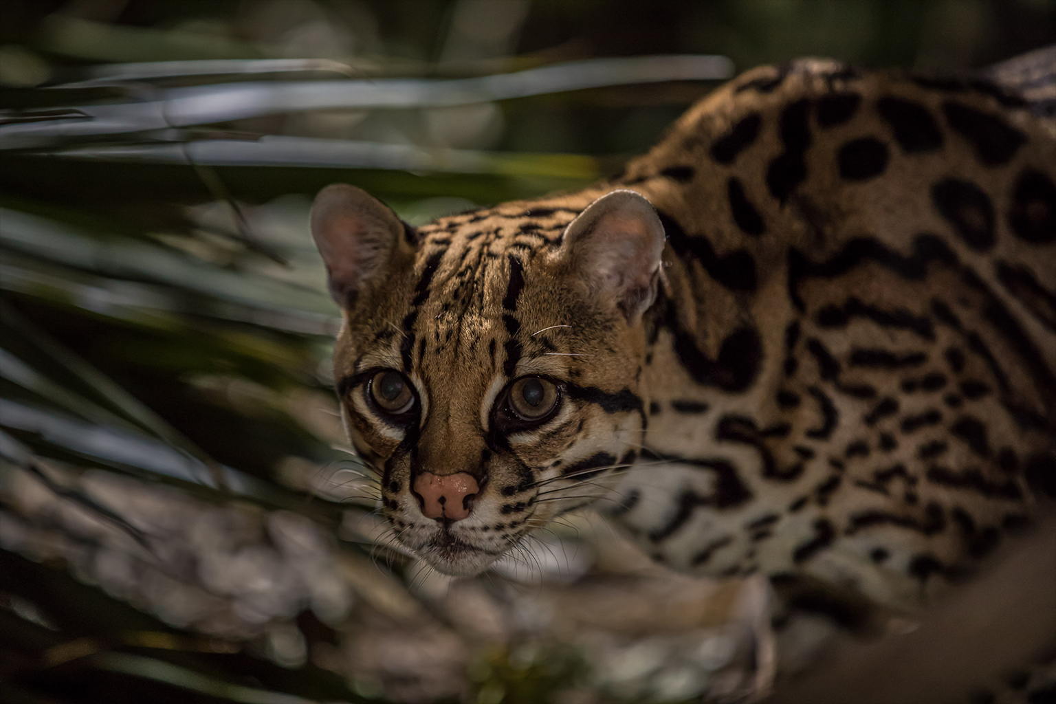 An ocelot in thornscrub at the El Sauz Ranch. 