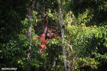 A Bornean orangutan (Pongo pygmaeus) hangs from the trees. Fewer than 100,000 orangutans remain on Borneo. Photo by Rhett A. Butler.