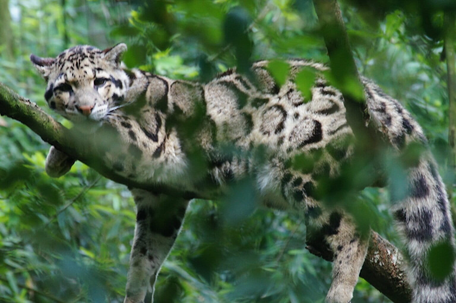 Clouded leopards face alarming decline amid crisis,’ study warns