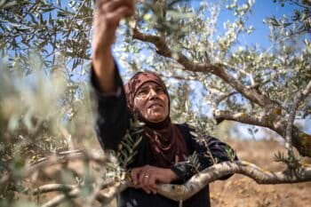 Doha Asous, known as Um Musa, collects her olives on her land located close to the settlement of Yizhar, Burin, West Bank, October 15, 2022. Asous family owns about 84 dunums but most of it is very difficut or impossible to access due to the proximity of the Israeli settlements. Surrounded by several Israeli settlements, Burin has been a frequent target of attacks by Israeli settlers. Image by Anne Paq.