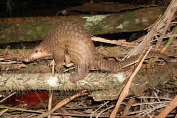 A Sunda pangolin. Pangolins are heavily poached and exploited, and are among the most trafficked of animals. Image by Piekfrosch via WIkimedia Commons CC BY-SA 3.0).