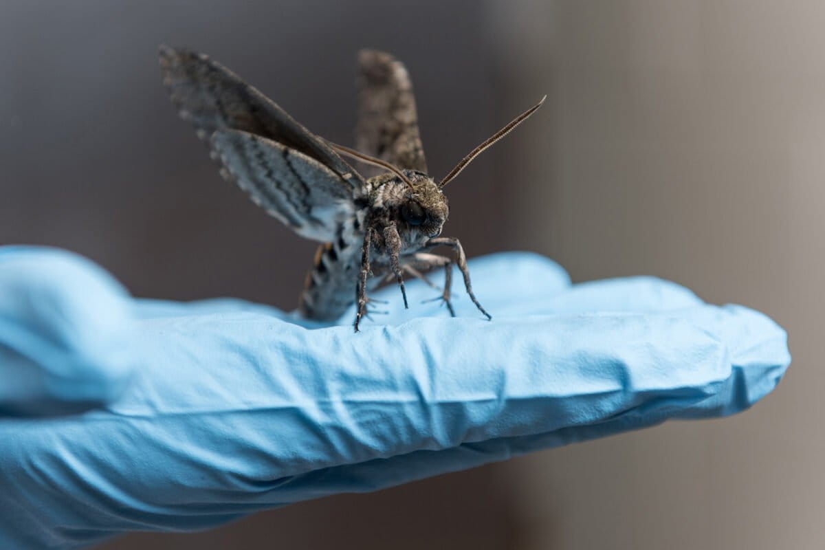 A tobacco hawk moth (Manduca sexta) on a gloved hand in the laboratory of biophysicist Simon Sponberg. Photo: Simon Sponberg and Nick Gravish.