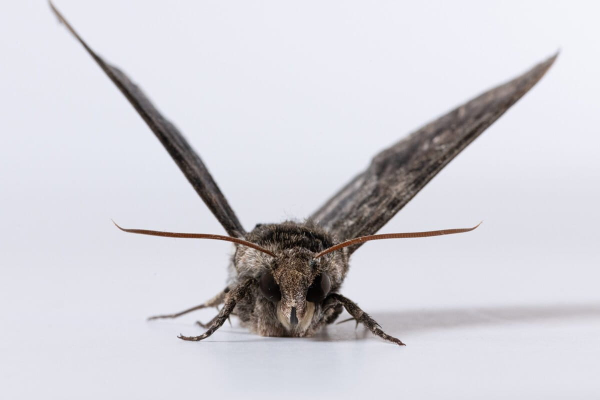 A tobacco hawk moth (Manduca sexta). Photo: Rob Felt. Courtesy of Simon Sponberg and Nick Gravish.