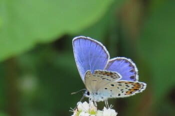 A miyamashijimi rests on a buckwheat flower. Image courtesy of Todai University.
