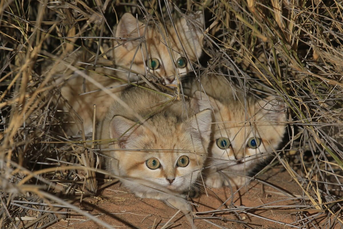 https://imgs.mongabay.com/wp-content/uploads/sites/20/2023/12/11131428/sand-cat-2-1200x800.jpg