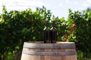 Wine bottles in a vineyard.