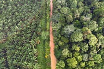 Oil palm plantation and native tropical rainforest on the island of Sumatra in Indonesia. Photo credit: Rhett Ayers Butler
