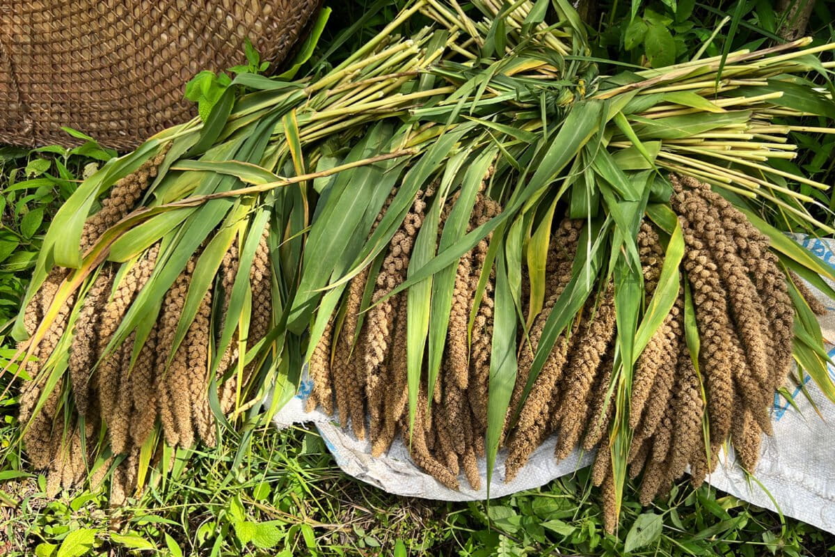 Indigenous Gurung farmers revive climateresilient millet in Nepal