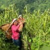 Gurung women harvesting foxtail millet. Image by Sonam Lama Hyolmo/Mongabay.