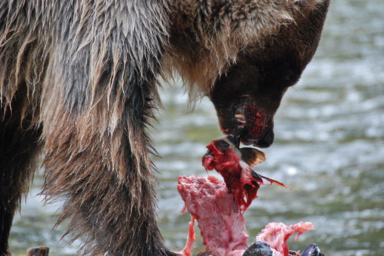 A grizzly bear feasts on salmon.